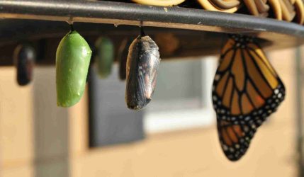 suzanne-d-williams-VMKBFR6r_jg-unsplash_11zon